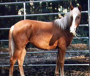 MUSTANG